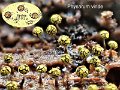 Physarum viride-amf2118